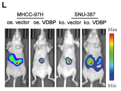 lmaging of SNU-387-Luc cell injection in BALB/c mice