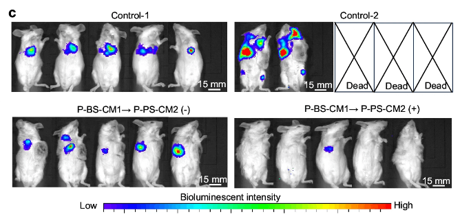 Luciferase Imaging In Vivo