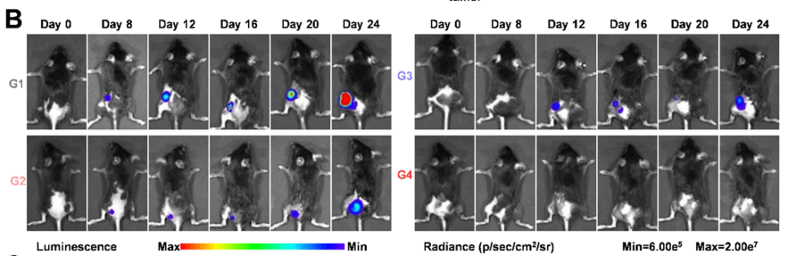 B16-F10-Luc cell injection in mice