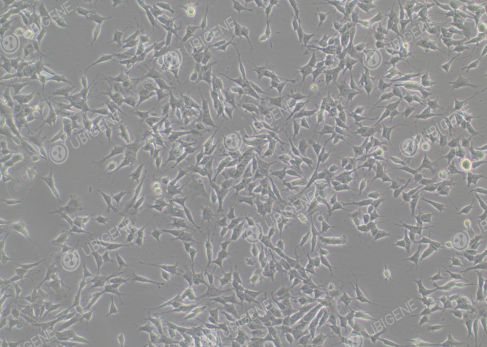 Cell Image