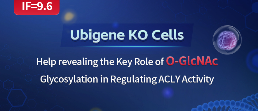 Ubigene KO Cells help Revealing the Key Role of O-GlcNAc Glycosylation in Regulating ACLY