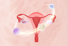 Characteristics and Applications of the KGN Cell Line