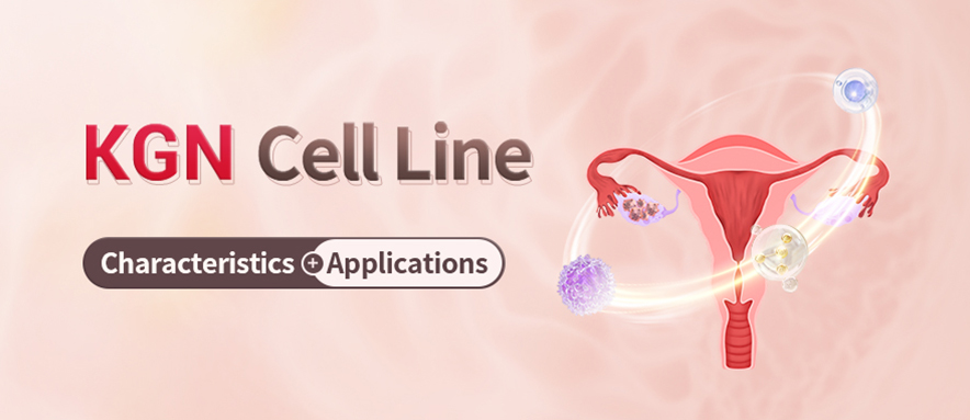 Characteristics and Applications of the KGN Cell Line