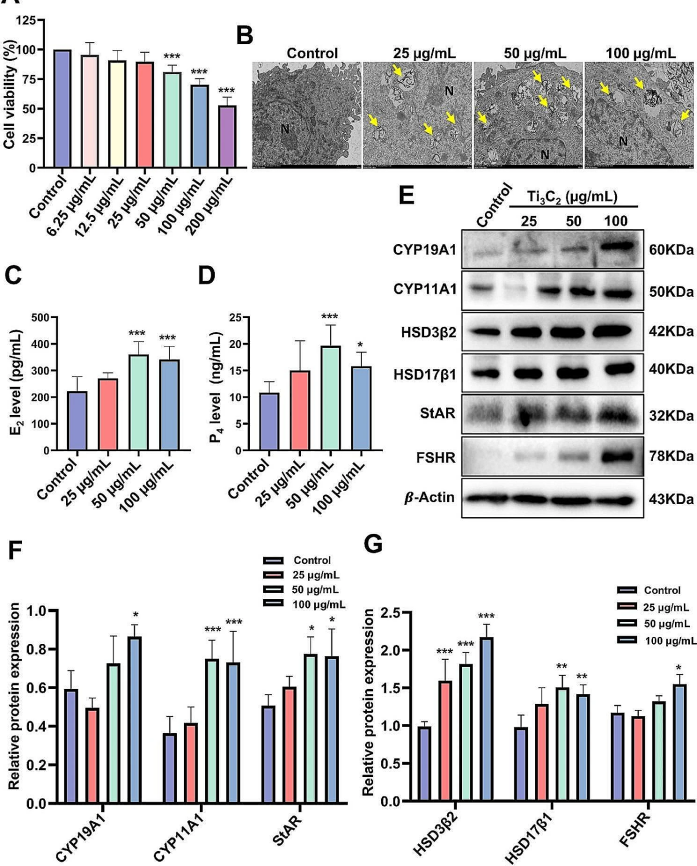 Effect of Ti3C2 nanosheet exposure on the viability and hormone secretion of KGN cells