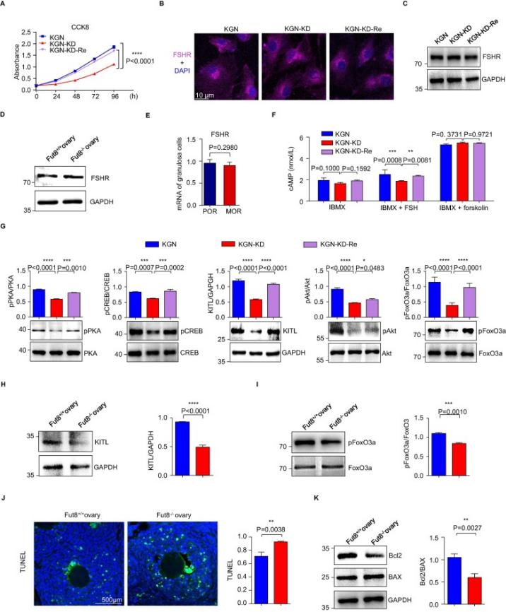 FUT8 knockdown attenuates the FSH/FSHR signaling pathway