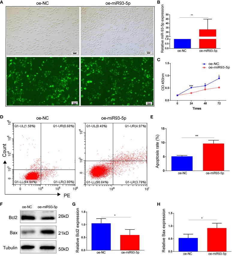 Effect of overexpression of miR-93-5p on apoptosis of KGN cells