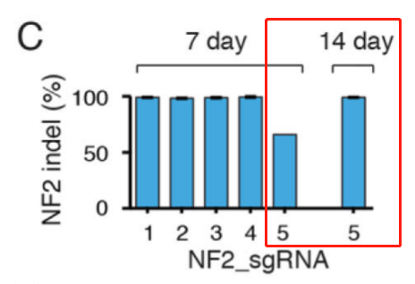 The editing efficiency of some sgRNAs in library cell pools is affected by the duration of cell culture