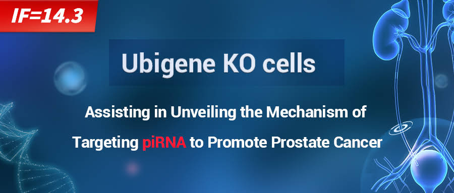 SNORD48 gene knockout PC-3 cells Assist in Revealing the Function and Mechanism of Targeting piRNA in Promoting Prostate Cancer Development