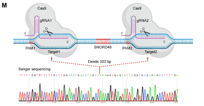 SNPRD48 knockout by CRISPR/Cas9