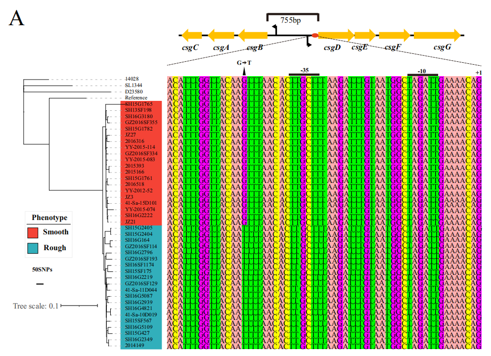 Phylogenetic tree of rough and smooth strains and nucleotide mutations in associated genes