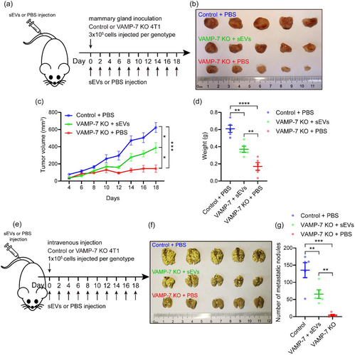 VAMP-7 knockout inhibits 4T1 cell carcinogenicity and lung metastasis by suppressing exosome secretion