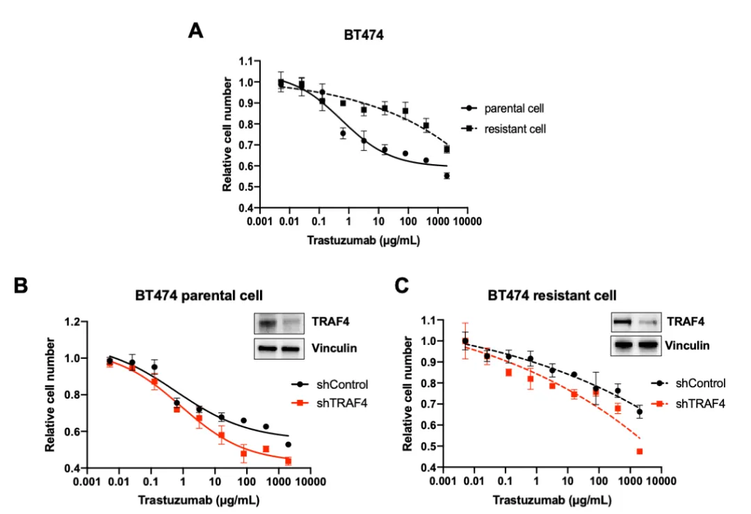 TRAF4 knockdown improves sensitivity to trastuzumab in both parental and resistant BT474 cells