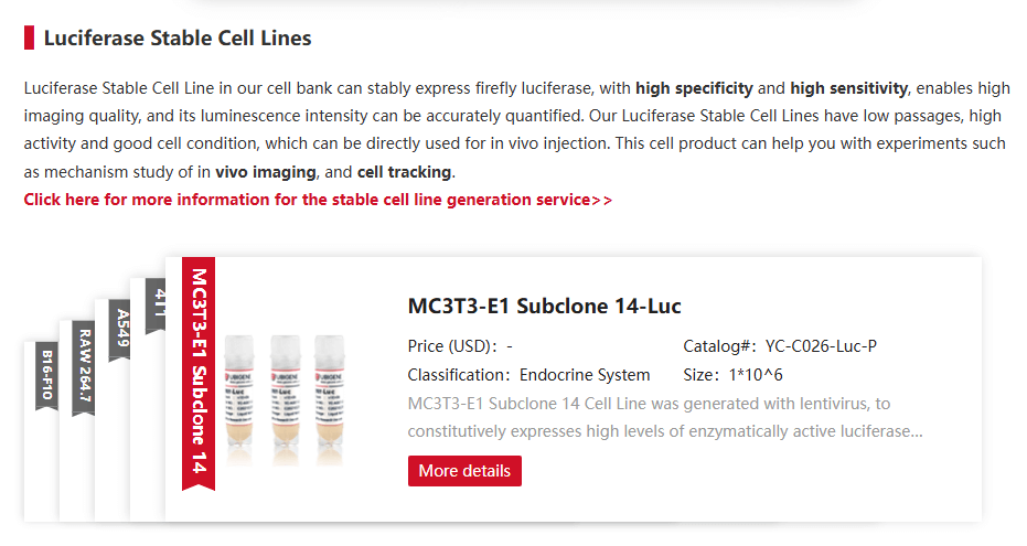 Luciferase Stable Cell Lines