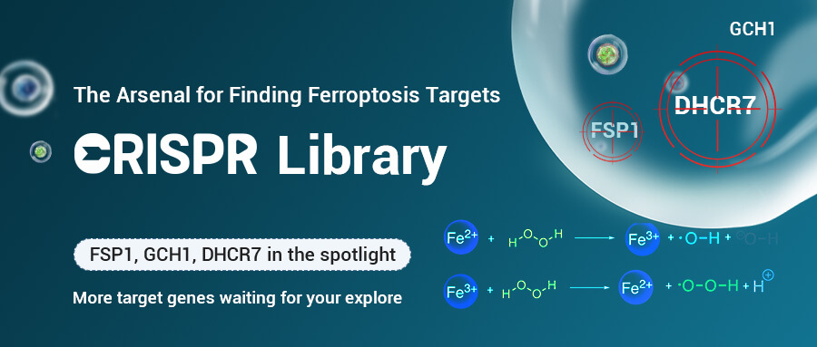 The Arsenal for Finding Ferroptosis Targets - CRISPR Library