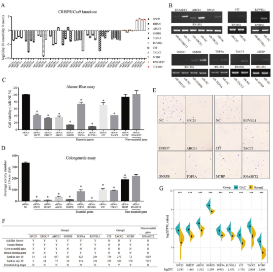 Evaluation of 9 essential genes