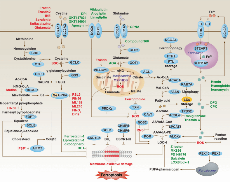 Ferroptosis-regulated signaling pathway