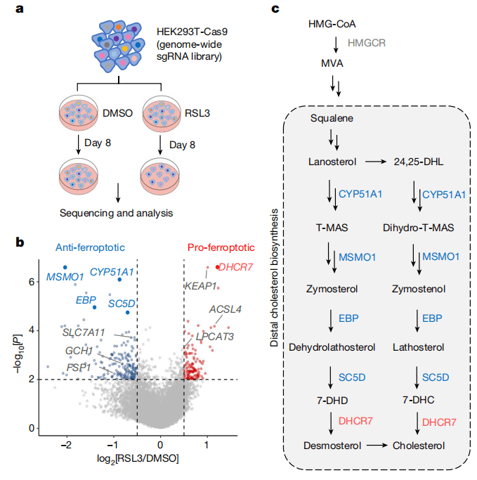 The genome-wide knockout library revealed the relationship between distal cholesterol synthesis pathway and ferroptosis