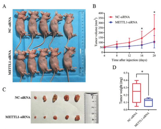 METTL1 knockdown can inhibit tumor growth in vivo