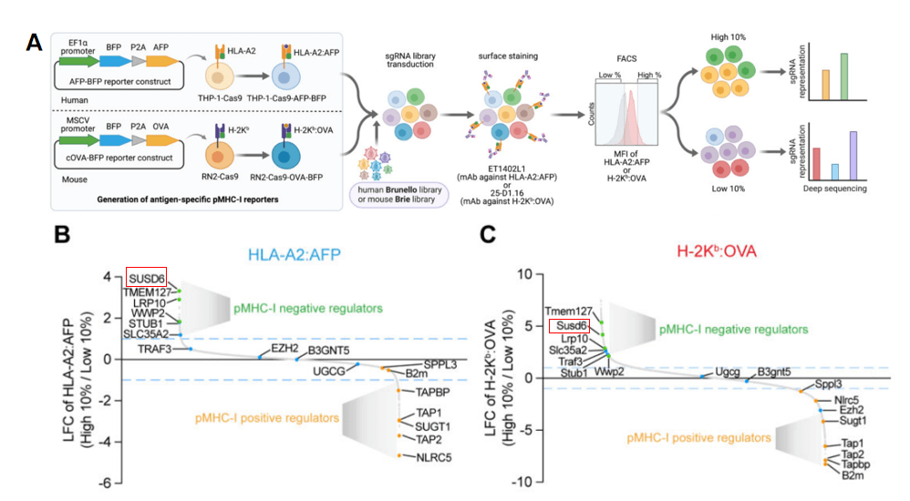 The SUSD6 gene was enriched in cell populations expressing high levels of tumor antigens in two cell lines