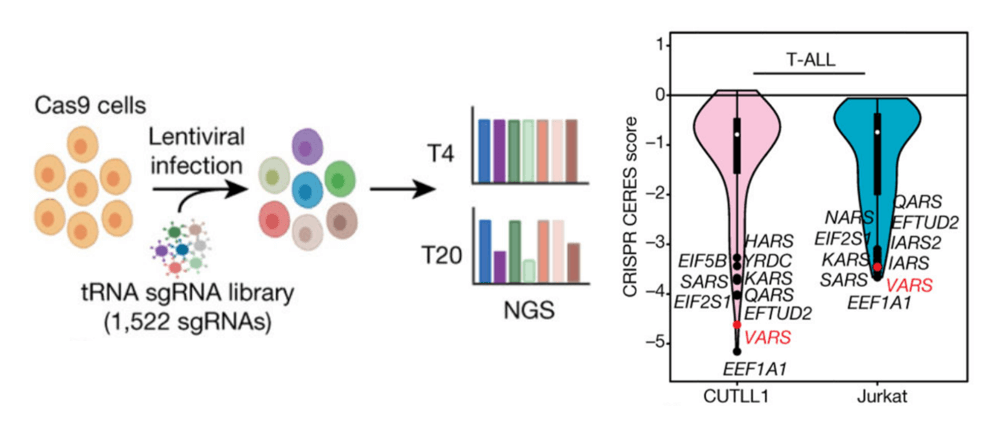 The VARS gene was significantly downregulated in CRISPR library screening