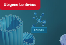 The Association of Scaffold Protein CNKSR2 with the Centrosome