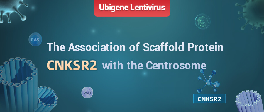 Ubigene Assisting in Revealing the Association of Scaffold Protein CNKSR2 with the Centrosome