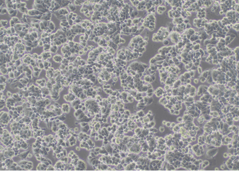 Cells grow normally (100×)