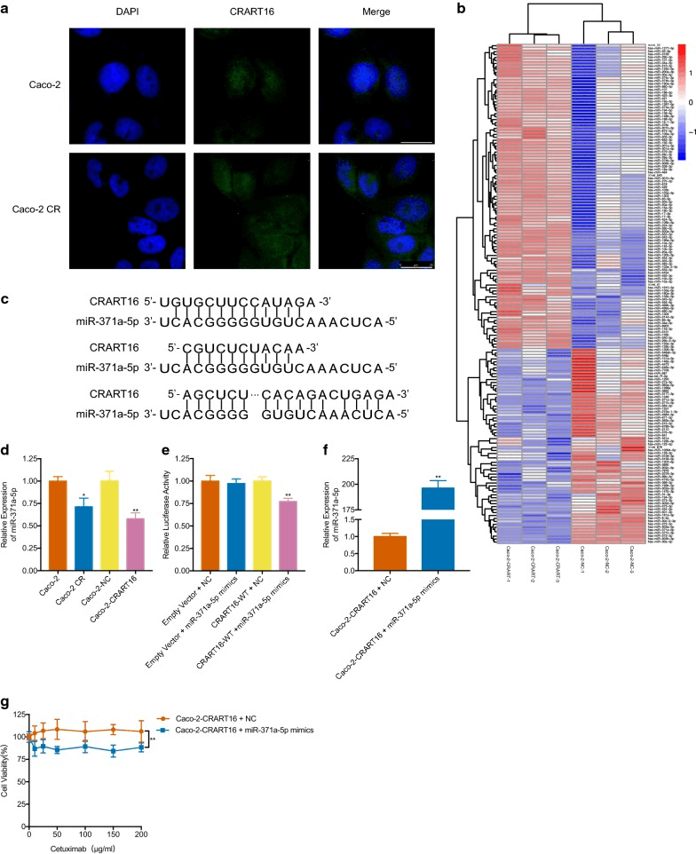 CRART16 promotes cetuximab resistance by downregulating the expression of miR-371a-5p.