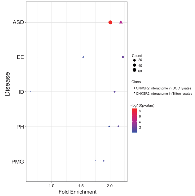 Enrichment analysis of CNKSR2 interactome in genes with novel variations related to neurodevelopmental disorders.