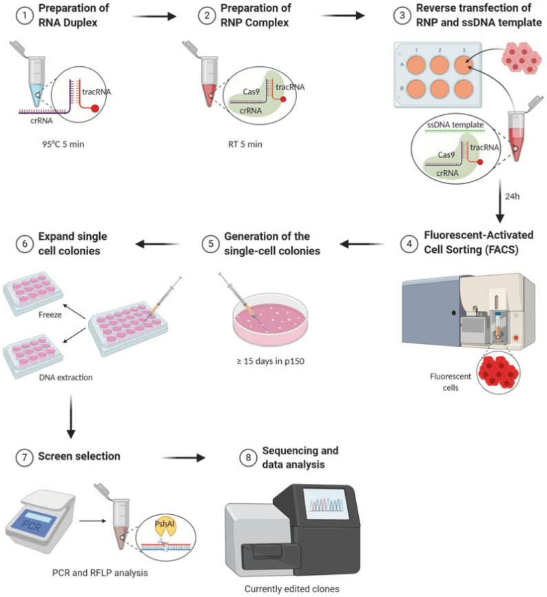 Outline of Gene Editing Experiment Plan