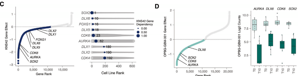 Gene ranking from KNS42 screening (C); Gene ranking from OPBG-GBM-001 screening (D).