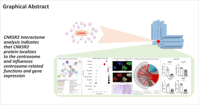 Graphical Abstract