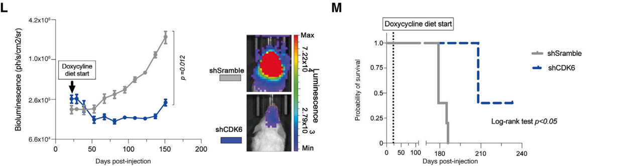 Growth changes in DHG-H3G34 tumors under gene knockout