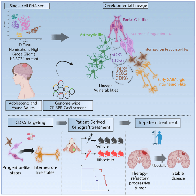 how libraries facilitate brain tumor research