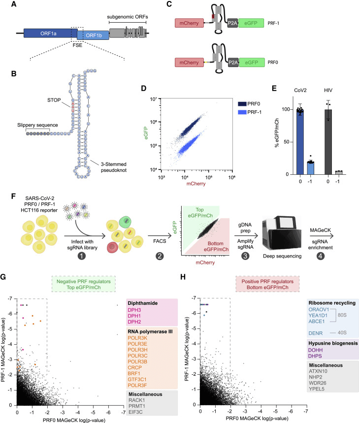 Identification of regulatory factors for SARS-CoV-2 PRF through whole-genome CRISPR-Cas9 knockout screening