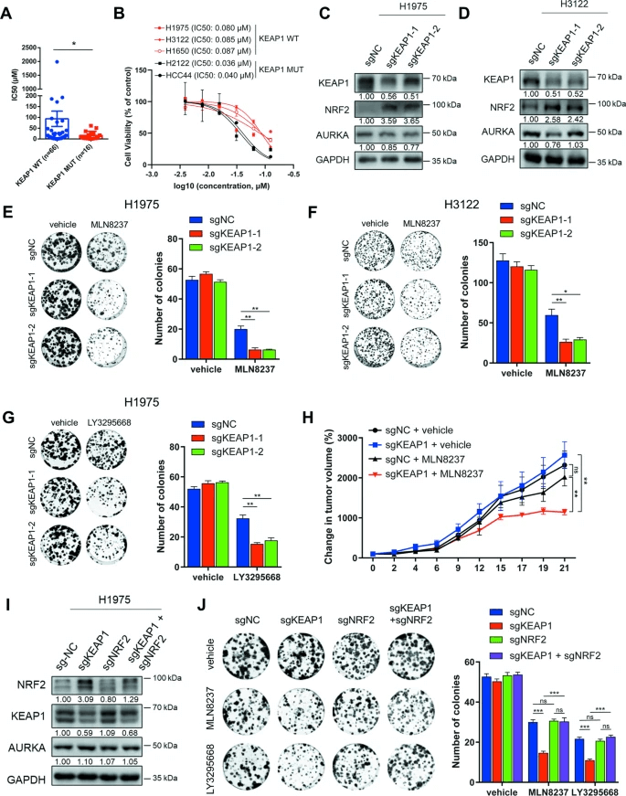 KEAP1 Deficiency Activates NRF2 Making NSCLC Cells Sensitive to AURKA Inhibition