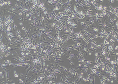 Normal MDA-MB-231 cells