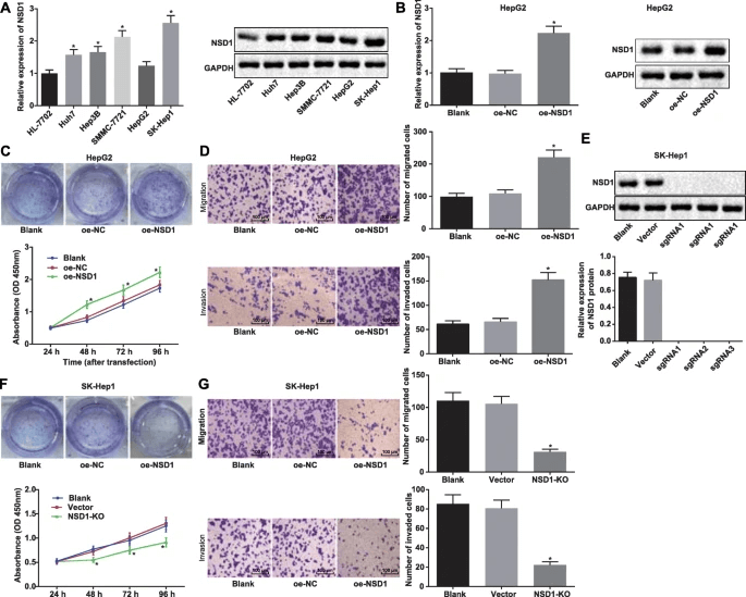 NSD1 knockout inhibits the proliferation, migration, and invasion capabilities of HCC cell lines.