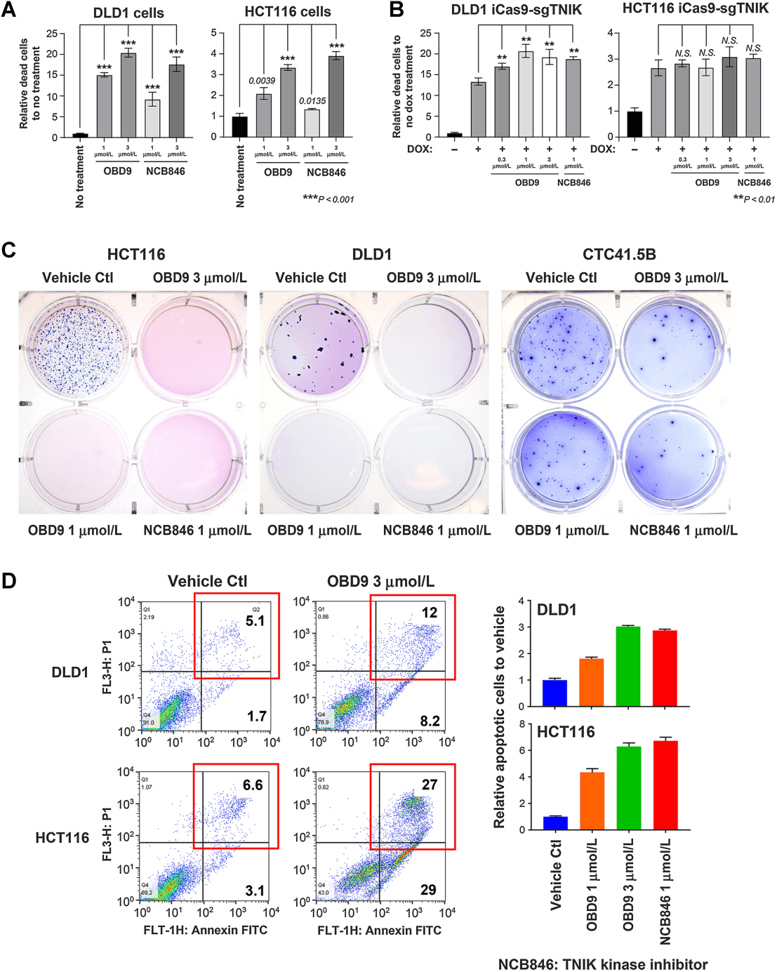 OBD9 inhibits the growth of colon cancer cells in vitro.