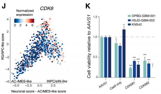 Significant decrease in cell viability after gene knockout screening.