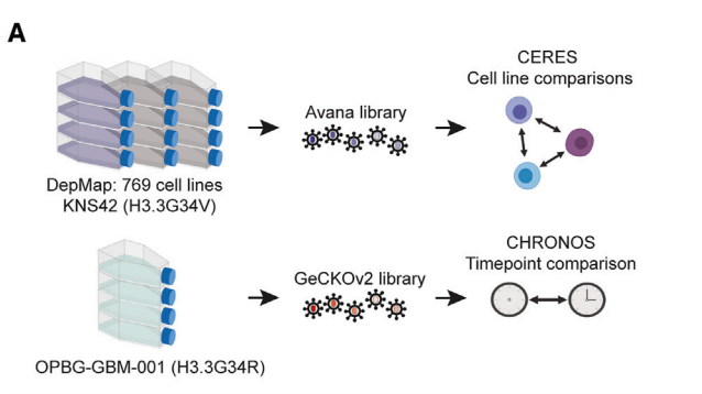 Schematic of whole-genome CRISPR-Cas9 screening.