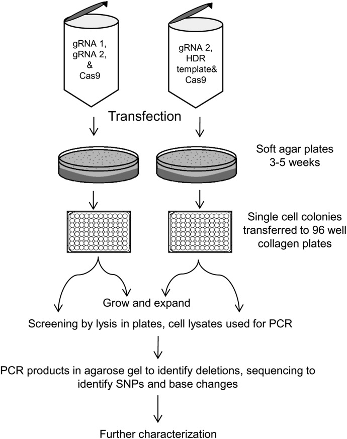 Workflow for Developing CYP3A5 Gene-modified Cell Lines Using CRISPR/Cas9 and Clonal Selection