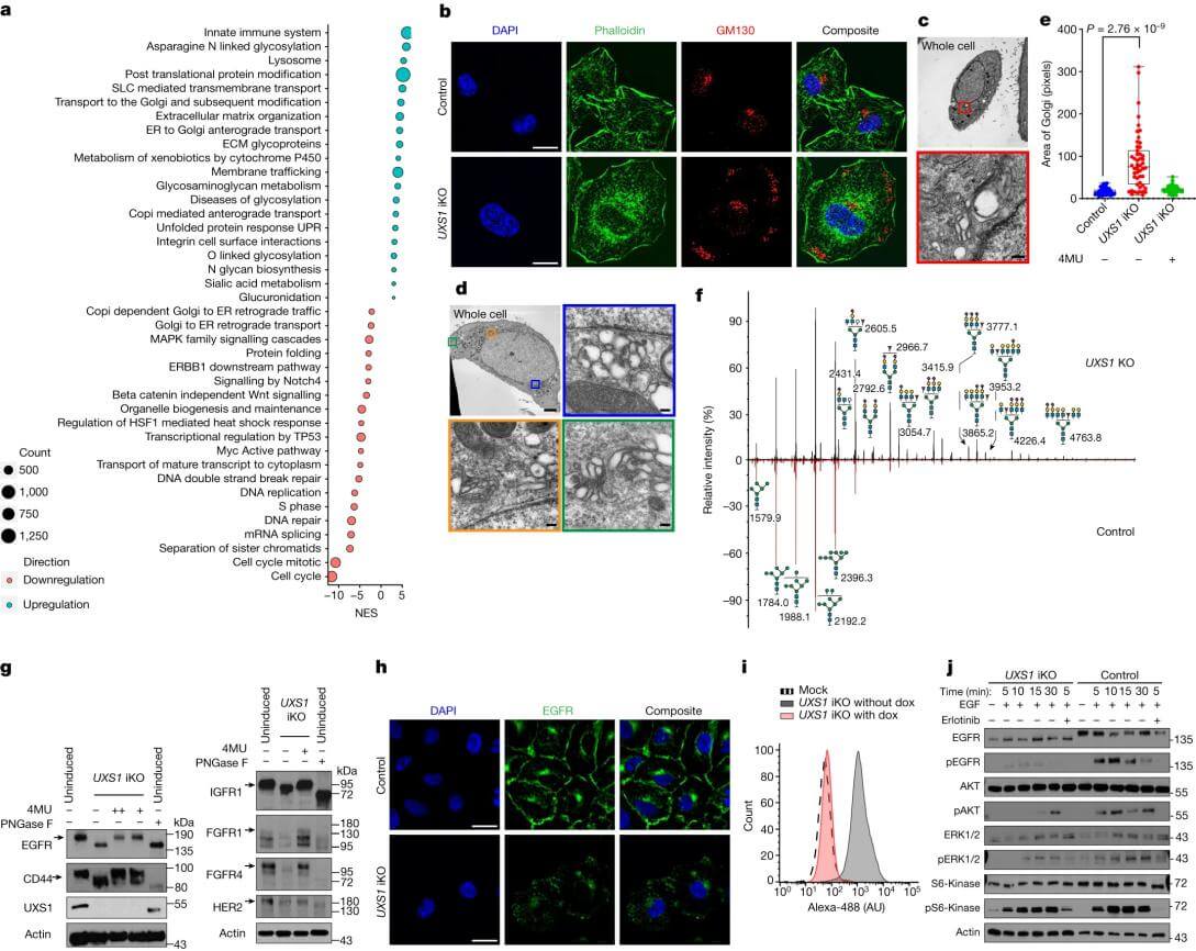 Accumulation of UDPGA leads to Golgi dysfunction, resulting in EGFR inactivation