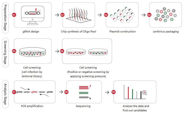 CRISPR screening workflow