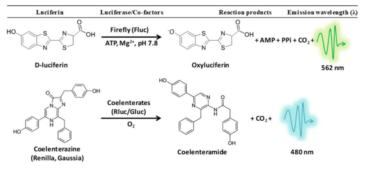  1. Experimental Principle of Luciferase Reporter Assay