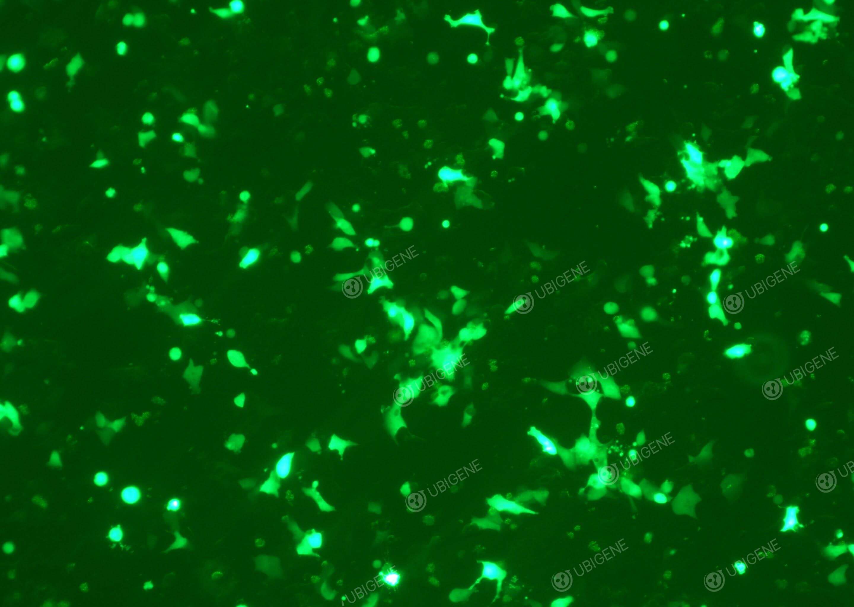 LNCaP Clone FGC Gene editing experiment images