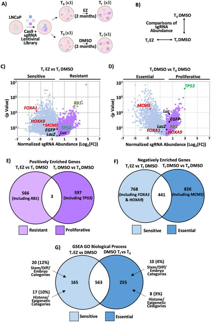 Genome-wide CRISPR knockout screening reveals that stem cell and epigenetic-related genes are crucial for cell viability under enzalutamide treatment