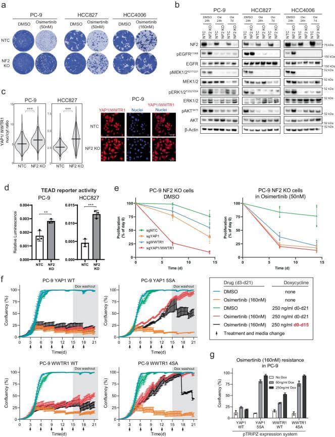 Hippo pathway modulates osimertinib response in EGFR mutant lung cancer