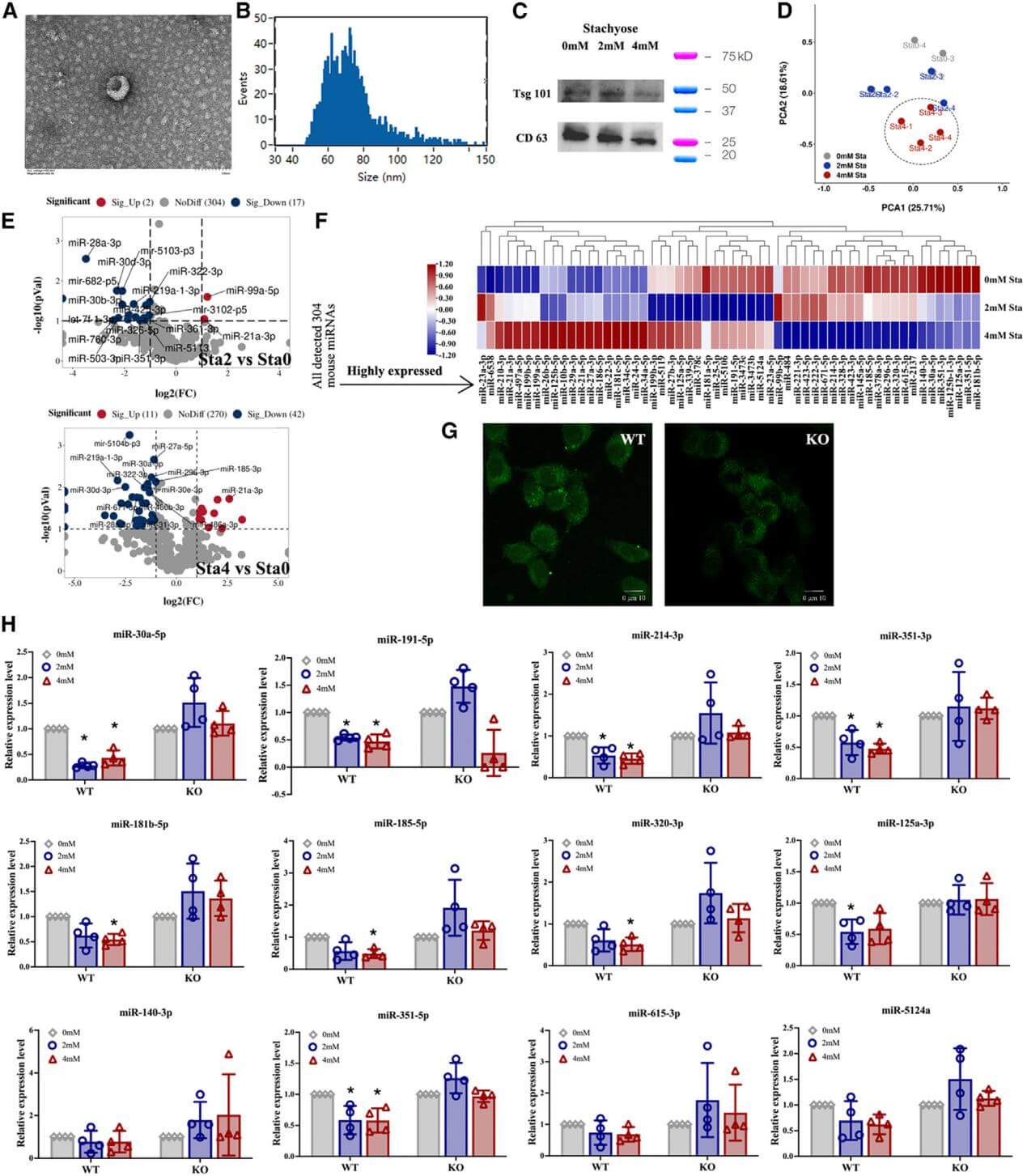 Knockout of HSP90β in MODE-K cells eliminates the accumulation of stachyose on the cell membrane and the regulatory effects of stachyose on the exosomal miRNA expression