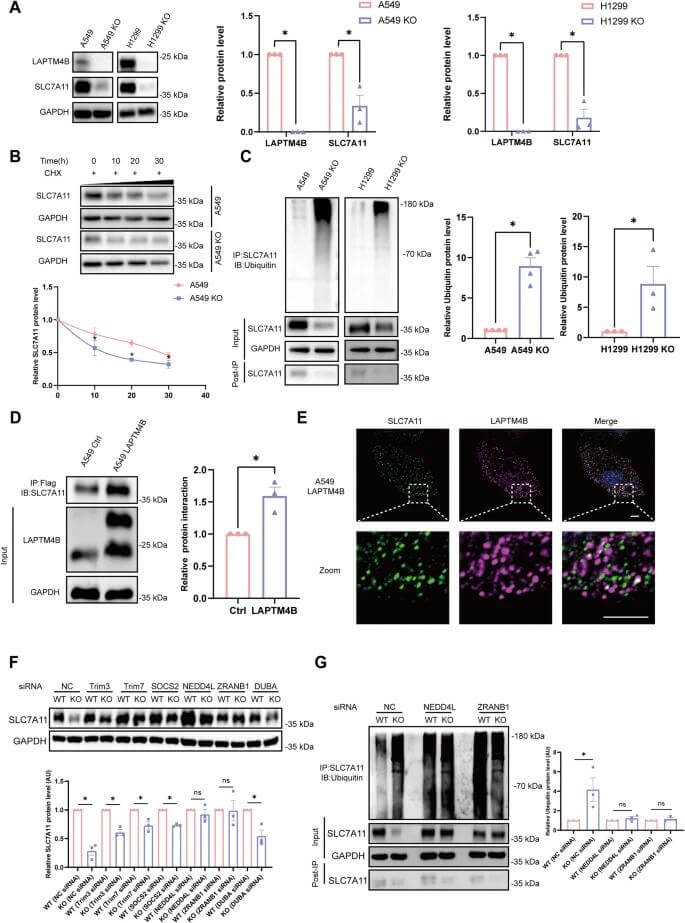 LAPTM4B inhibits the ubiquitination-proteasomal degradation of SLC7A11